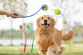 Dog Fetch Ball & Launcher Kit - Tough & Durable - Pawsome Planet