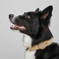 GPS Dog Collar Bundle - Real - Time Pet Tracking - Pawsome Planet